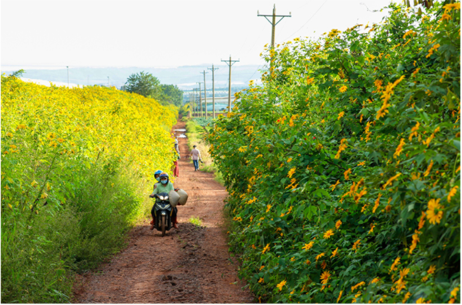 Blooming tree marigold in Da Lat ảnh 14