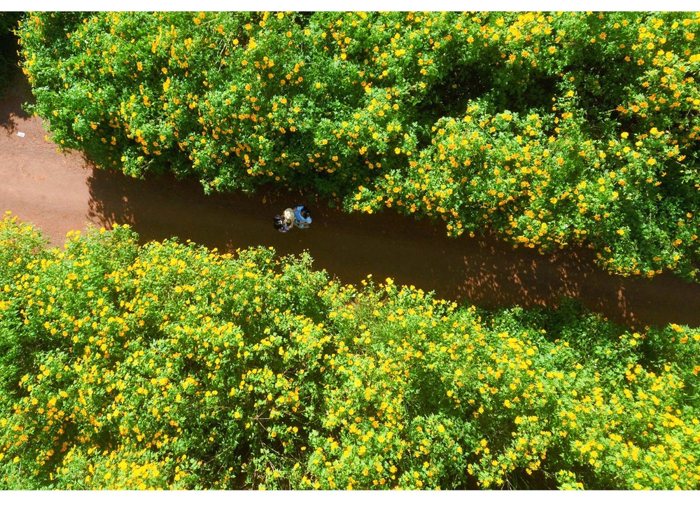 Blooming tree marigold in Da Lat ảnh 18