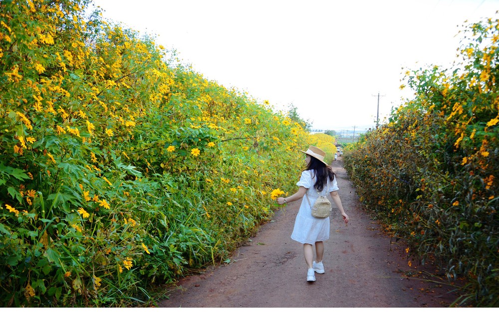 Blooming tree marigold in Da Lat ảnh 16