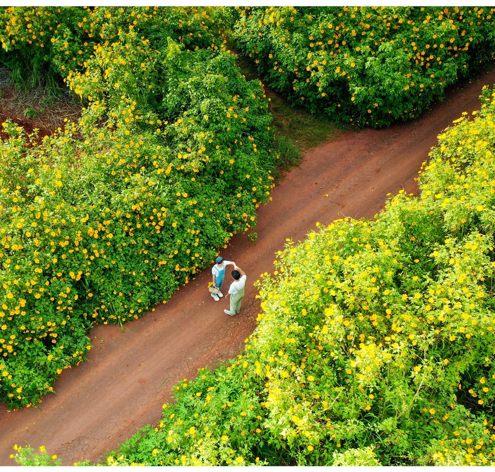 Blooming tree marigold in Da Lat ảnh 17
