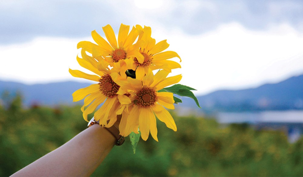 Blooming tree marigold in Da Lat ảnh 1