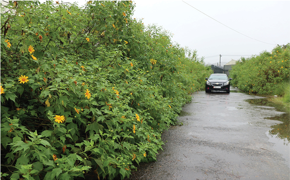 Blooming tree marigold in Da Lat ảnh 2
