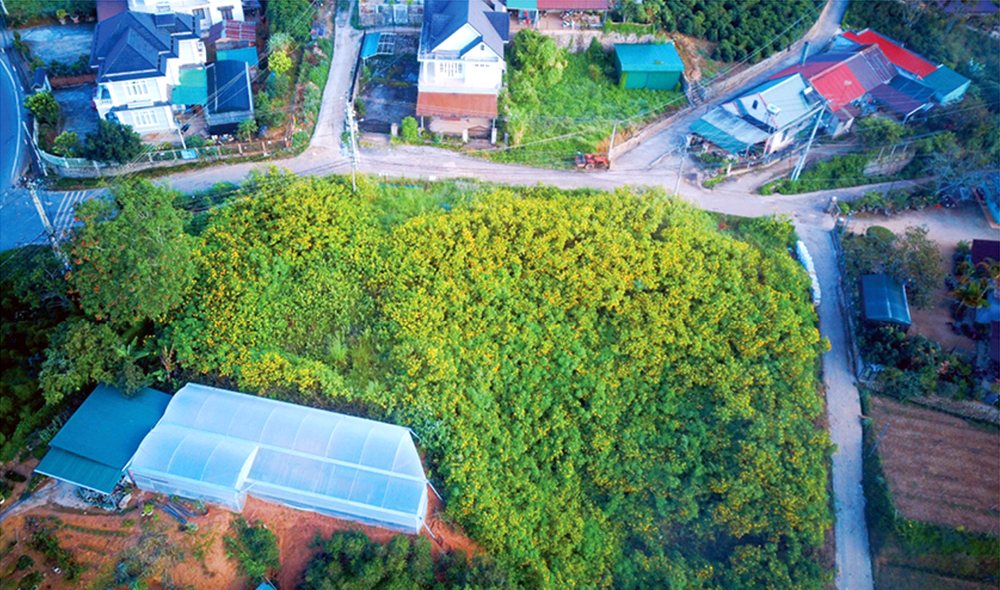 Blooming tree marigold in Da Lat ảnh 3