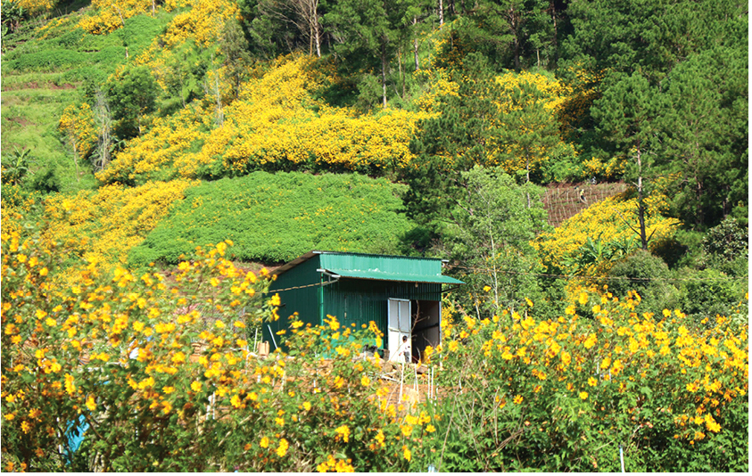 Blooming tree marigold in Da Lat ảnh 4