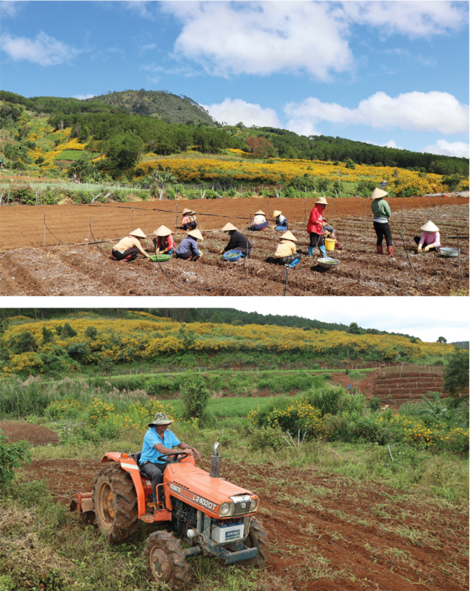 Blooming tree marigold in Da Lat ảnh 6