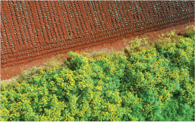 Blooming tree marigold in Da Lat ảnh 7