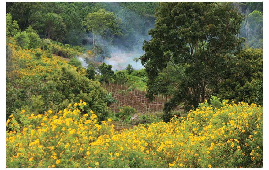 Blooming tree marigold in Da Lat ảnh 8