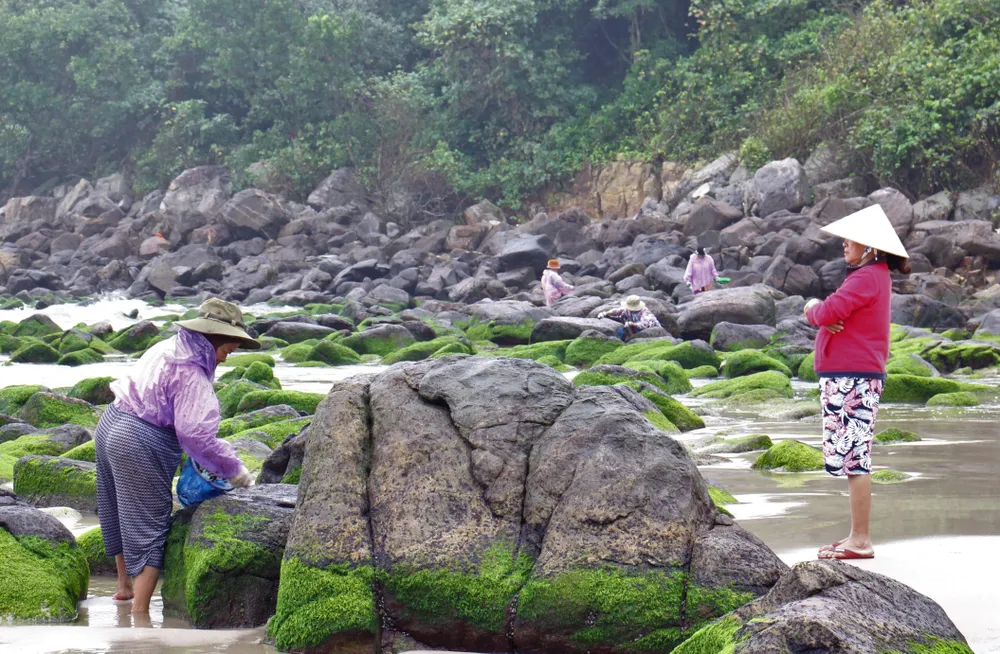 Mưu sinh với nghề hái rong biển ở ghềnh Nam Ô ảnh 3