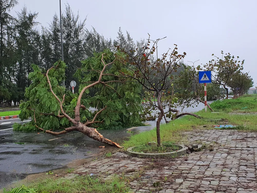 Quảng Bình mưa trắng trời, Huế cây cối ngã đổ ảnh 20