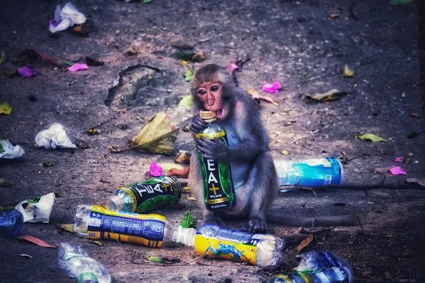 450 tác phẩm tham gia Cuộc thi Sáng tác Ảnh năm 2020 với chủ đề “Đà Nẵng - Hành động vì thiên nhiên” ảnh 5