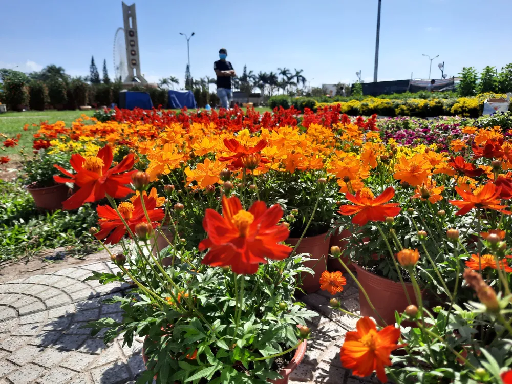 Tiểu thương chợ hoa tết ở Đà Nẵng “nhớ” người mua ảnh 5