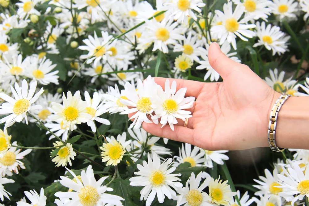 Đà Nẵng: Người dân hào hứng với vườn cúc họa mi trái mùa  ảnh 7