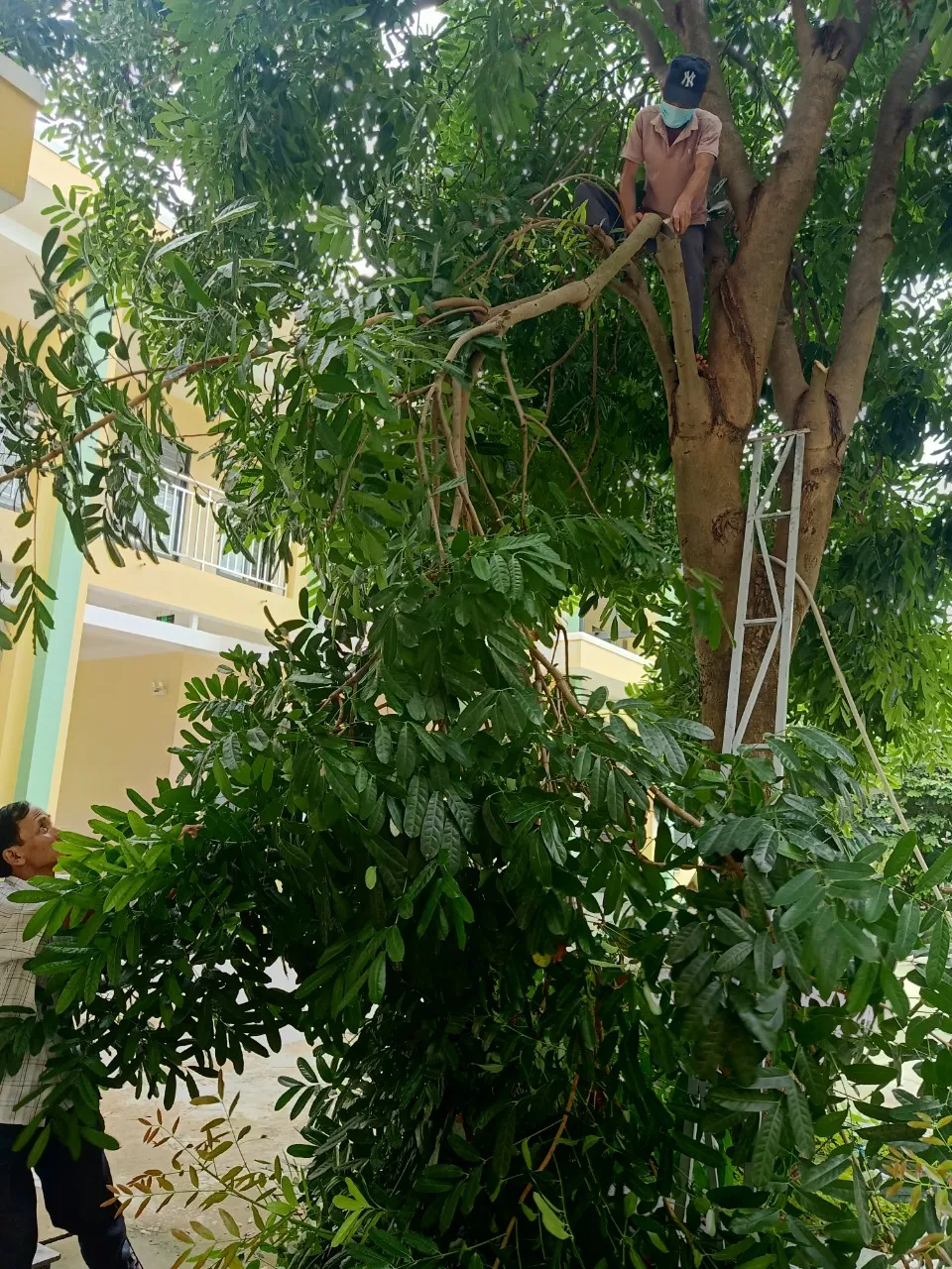 Đà Nẵng: Tạo điều kiện cho địa phương sử dụng cơ sở giáo dục làm nơi tập kết, sơ tán dân ảnh 2