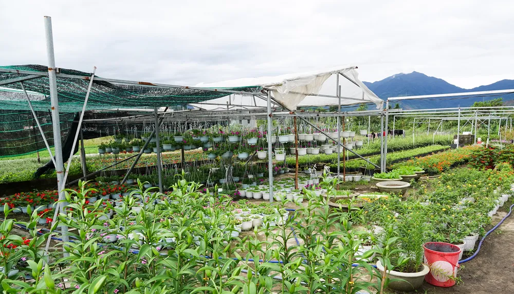 Đà Nẵng: Thấp thỏm vụ hoa tết ảnh 2