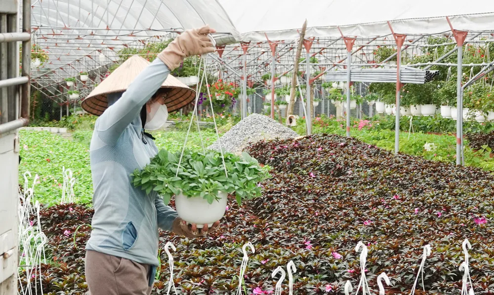 Đà Nẵng: Thấp thỏm vụ hoa tết ảnh 4