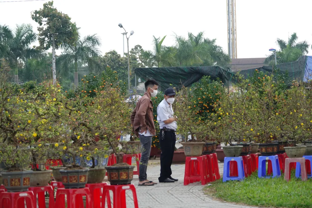 Chợ hoa Đà Nẵng ngày cận Tết: giá tăng nhẹ, tấp nập bán mua ảnh 2