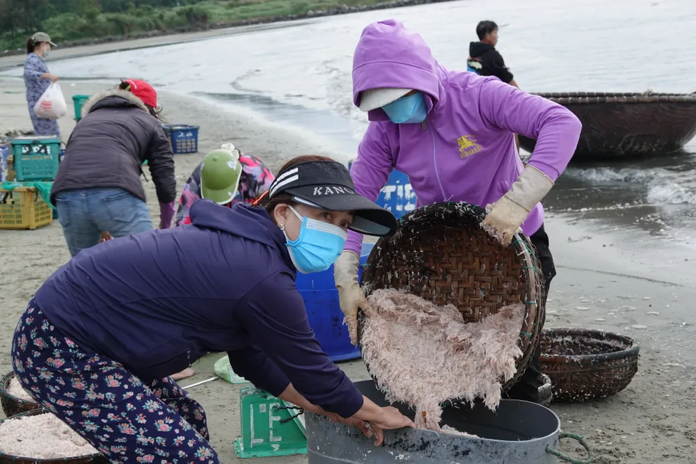 Nhộn nhịp đầu năm với mùa ruốc biển  ảnh 4