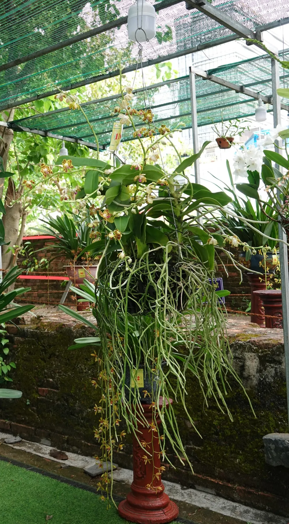 Hơn 300 tác phẩm tại Lễ hội Hoa lan Đà Nẵng 2022 ảnh 3