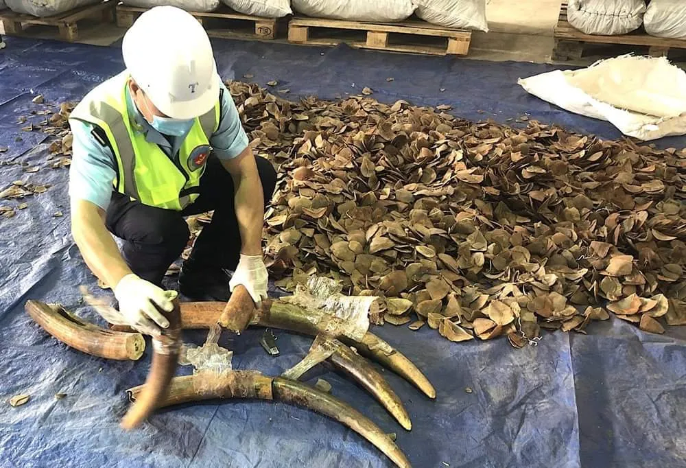Đà Nẵng: Bắt đối tượng tổ chức nhập khẩu trái phép sản phẩm động vật quý hiếm trị giá 300 tỷ đồng ảnh 2