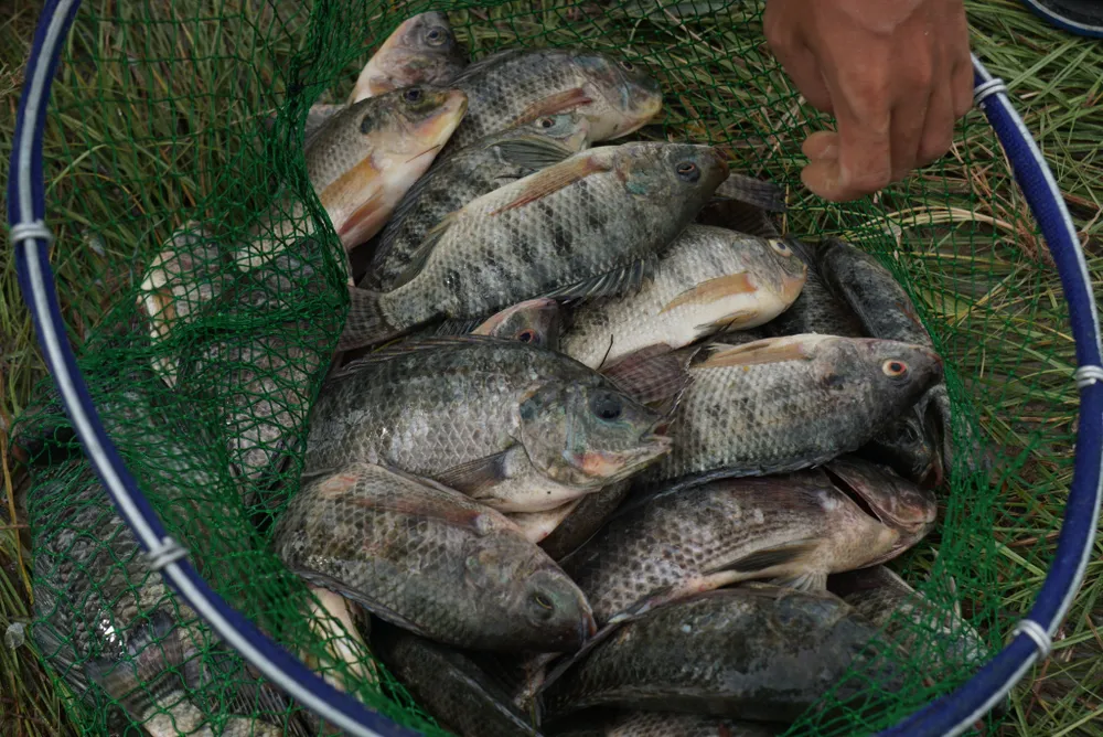 “Săn” cá sau bão số 4 ảnh 9