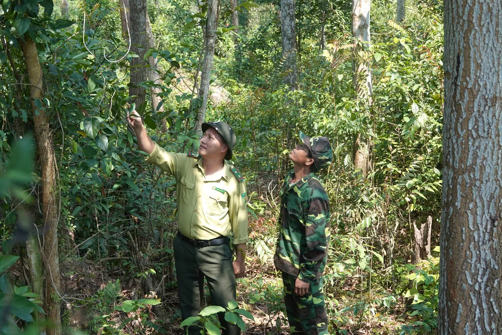 Nhân viên kiểm lâm huyện Hòa Vang cùng thành viên tổ phản ứng nhanh về phòng chống cháy rừng đi thực tế khu vực bìa rừng tại xã Hòa Phú (huyện Hòa Vang). Ảnh: XUÂN QUỲNH Nhân viên kiểm lâm huyện Hòa Vang cùng thành viên tổ phản ứng nhanh về phòng chống cháy rừng đi thực tế khu vực bìa rừng tại xã Hòa Phú (huyện Hòa Vang). Ảnh: XUÂN QUỲNH