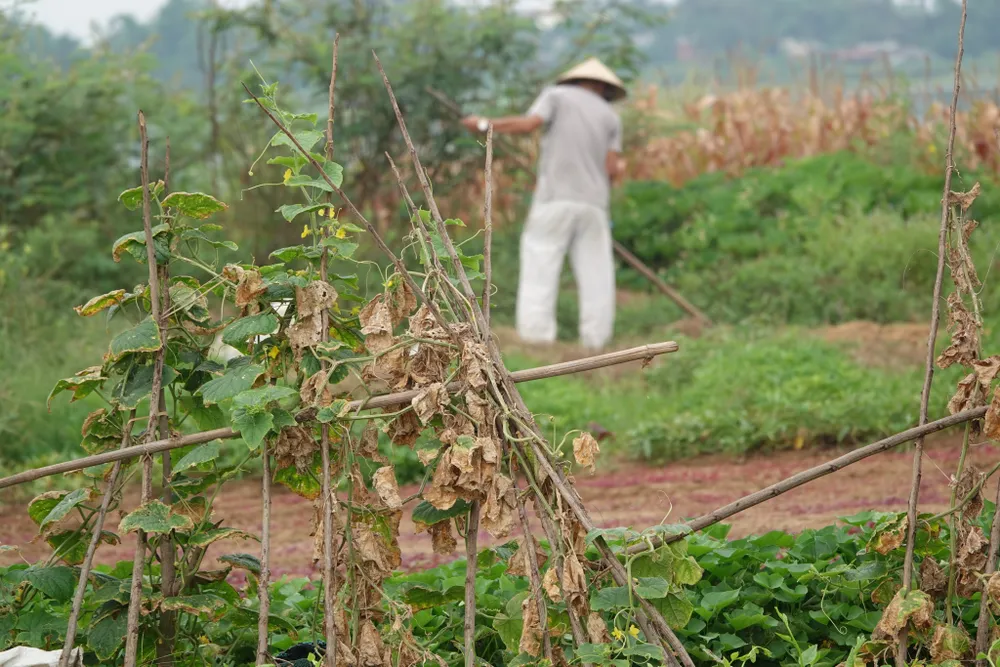 Một số hộ khác vẫn tiếp tục cầm cự, gieo trồng những loại rau có khả năng chống hạn tốt để mong có nguồn thu nhập. Ảnh: XUÂN QUỲNH Một số hộ khác vẫn tiếp tục cầm cự, gieo trồng những loại rau có khả năng chống hạn tốt để mong có nguồn thu nhập. Ảnh: XUÂN QUỲNH