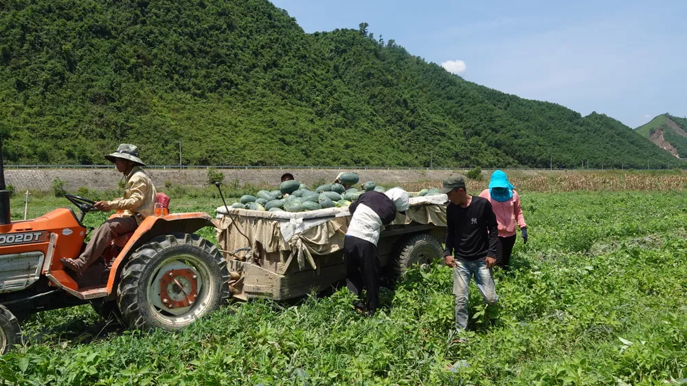 Người lao động được thuê để thu hoạch dưa hấu tại vườn. Ảnh: XUÂN QUỲNH