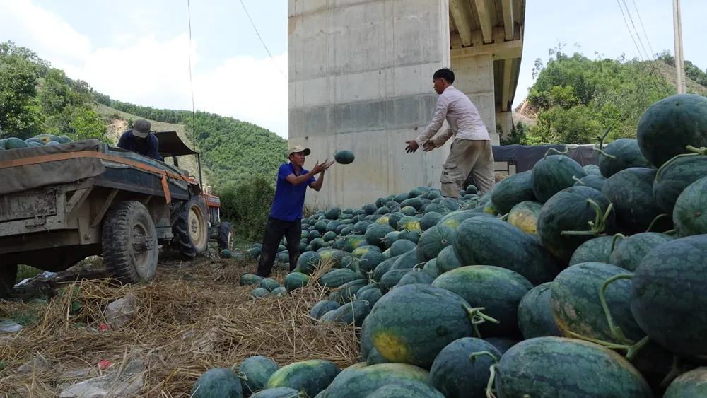 Vận chuyển dưa hấu đến nơi tập kết. Ảnh: XUÂN QUỲNH