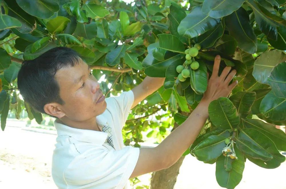 Ươm mầm xanh trên đảo Cồn Cỏ ảnh 1