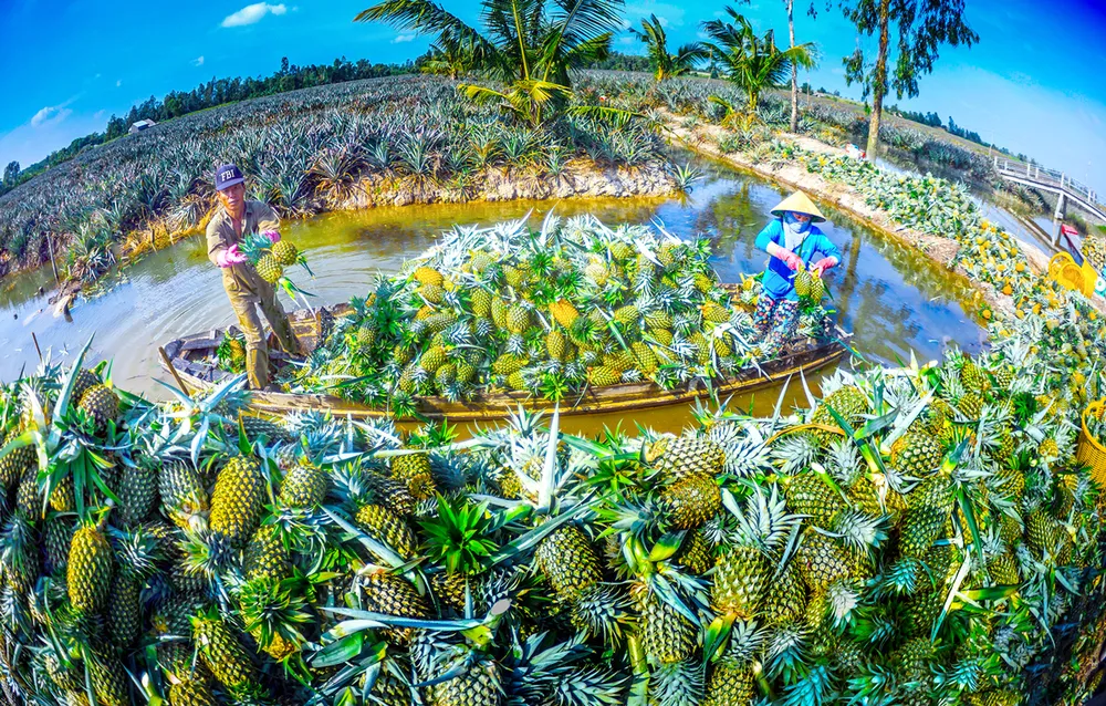 Xuôi dòng Xà No ảnh 1