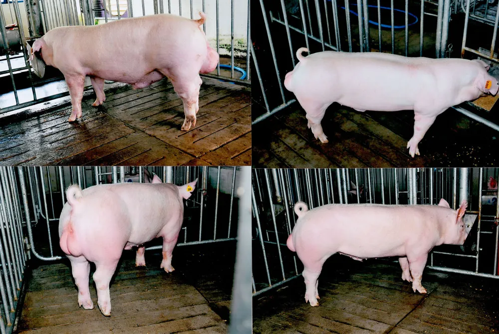 Heo giống quyết đinh hiệu quả kinh tế trong chăn nuôi ảnh 1
