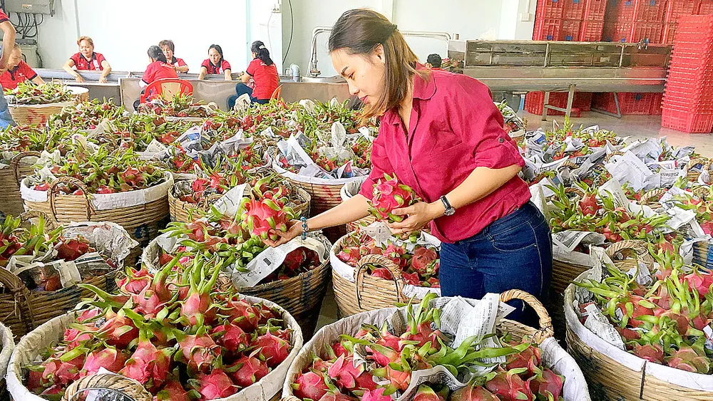 Nhờ đáp ứng được quy định của nhà nhập khẩu,  Công ty Vina T&T Group xuất khẩu nhiều trái cây sang Mỹ