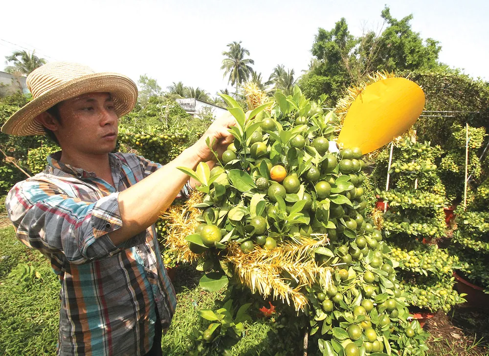 Vào mùa hoa kiểng tết ảnh 2