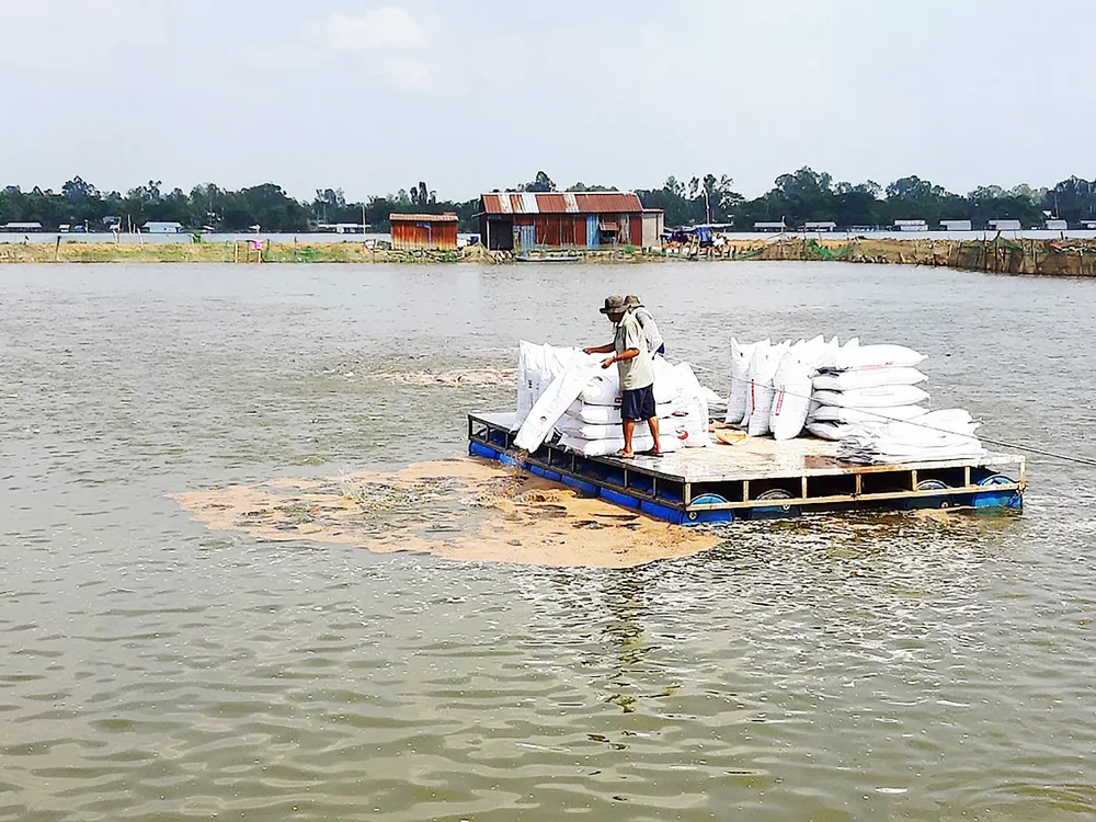 Chuỗi liên kết cá tra đổ vỡ: Đảm bảo quyền lợi cho người nuôi ra sao? ảnh 1