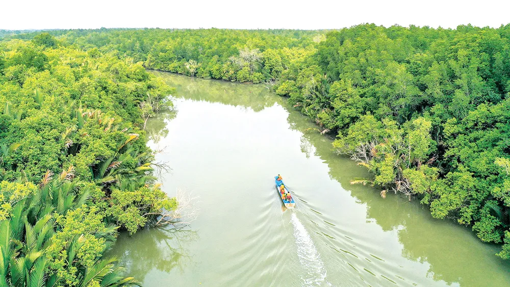 Xanh mãi rừng Cần Giờ! ảnh 1