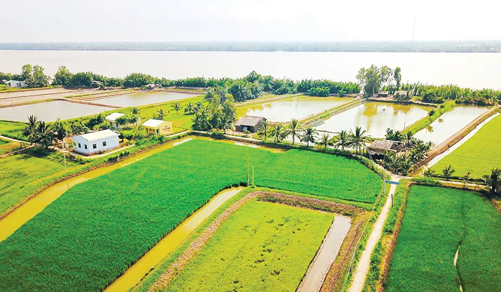 Ngọt ngào Cồn Chim! ảnh 1