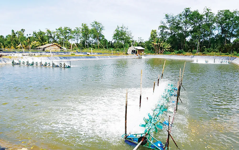 Ngọt ngào Cồn Chim! ảnh 5