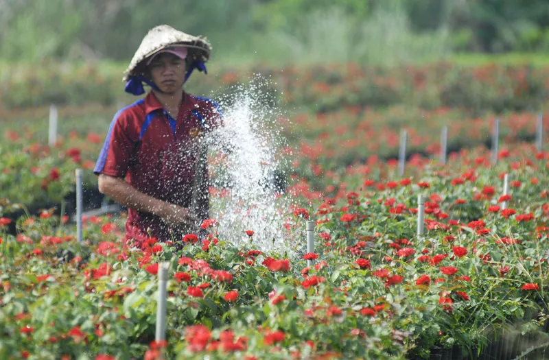 Làng văn hóa du lịch Sa Đéc ảnh 3
