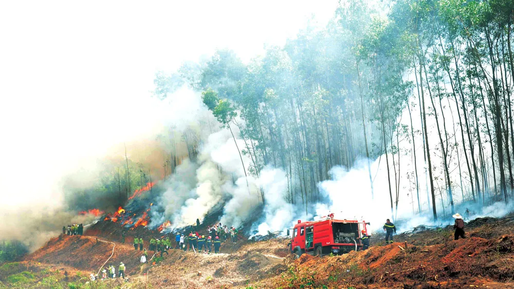 Miền Trung: Rừng mất, đất cằn - Bài 2: Bất cập trong quy hoạch, quản lý rừng ảnh 1