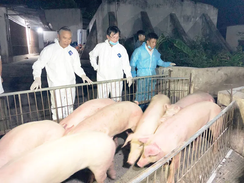 Hỗ trợ nông dân tái đàn để giảm giá heo ảnh 1