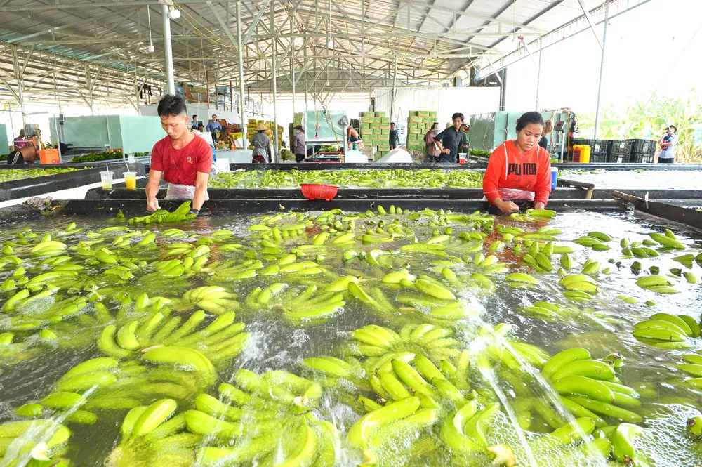 Thu hoạch chuối xuất khẩu tại Công ty TNHH một thành viên Bò sữa TPHCM, tại huyện Củ Chi. Ảnh: VIỆT DŨNG