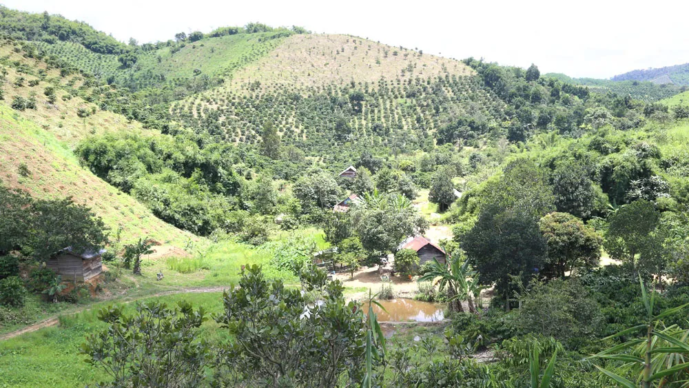 Rừng phòng hộ Gia Nghĩa tại Tiểu khu 1697 bị người dân lấn chiếm làm rẫy