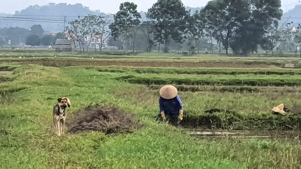 Mẹ tôi và mưa theo chiều thẳng đứng
