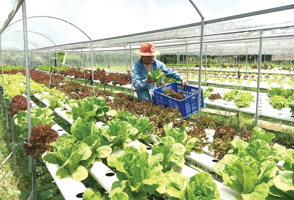 Nhiều nông dân nhờ nguồn vốn vay đã trồng rau thủy canh, tăng chất lượng, đạt hiệu quả kinh tế cao và sử dụng diện tích nhỏ