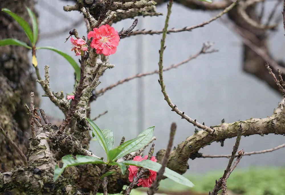 Bí kíp làm giàu từ đào Thất Thốn ảnh 2