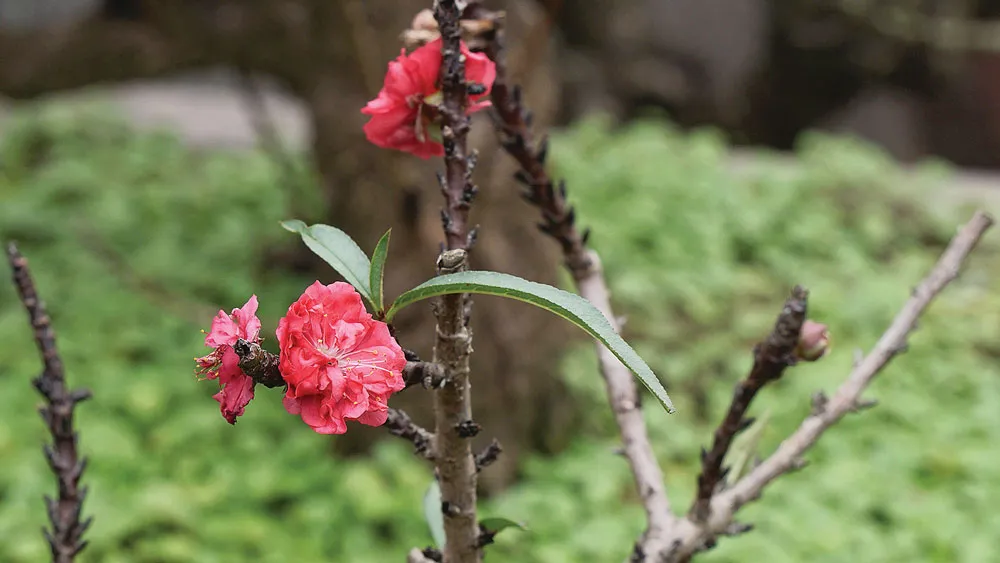 Những nụ đào Thất Thốn nở sớm 