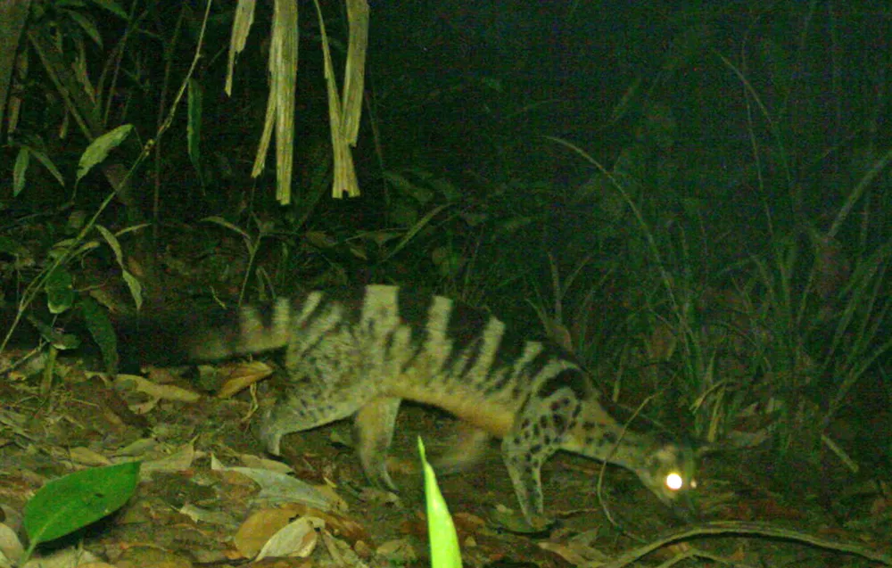 Muôn loài trở lại rừng xanh ảnh 4