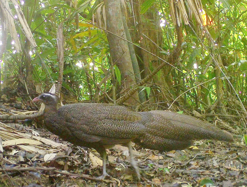 Muôn loài trở lại rừng xanh ảnh 6