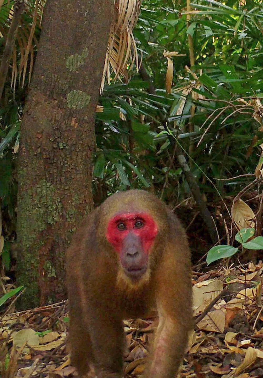 Muôn loài trở lại rừng xanh ảnh 1