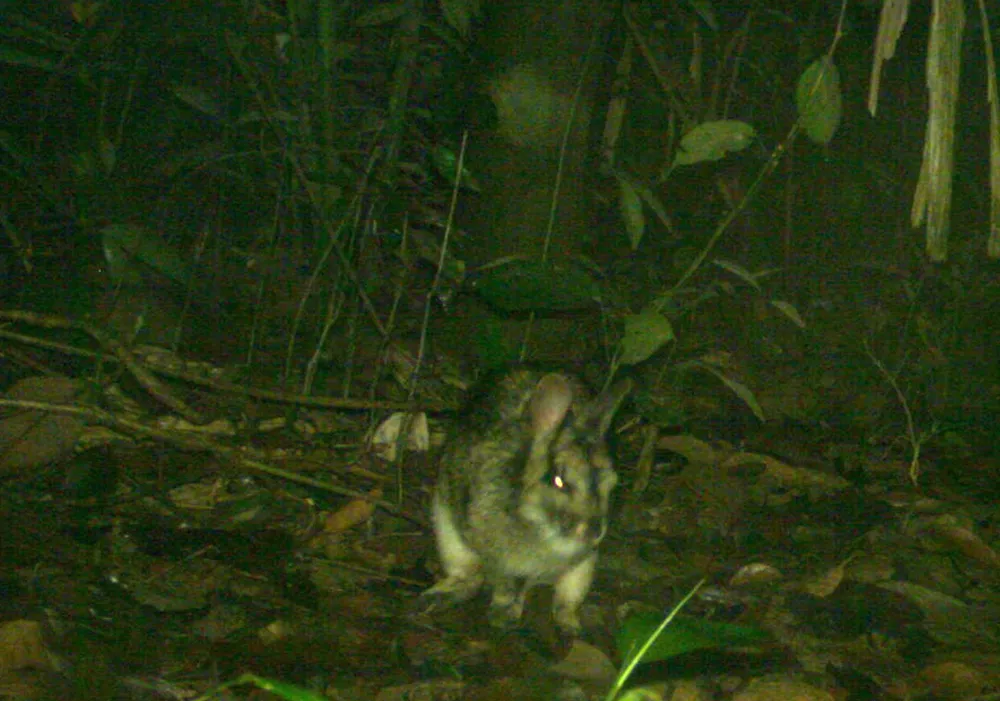 Muôn loài trở lại rừng xanh ảnh 5